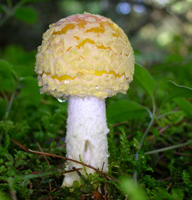 Amanita muscaria: is a young unopened cap still heavily covered with the universal veil and shows the pure white stalk.